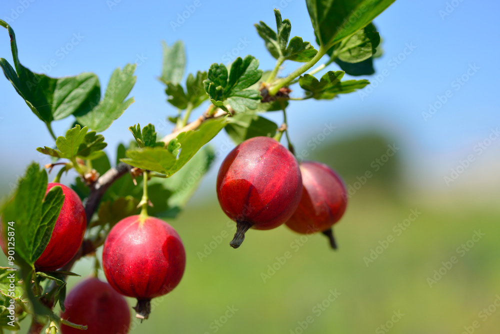 branch of red gooseberry on nature blur background