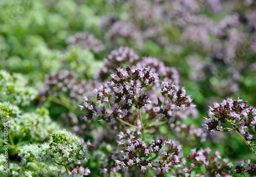 Aromatic herbs in the natural environment. Origanum vulgare