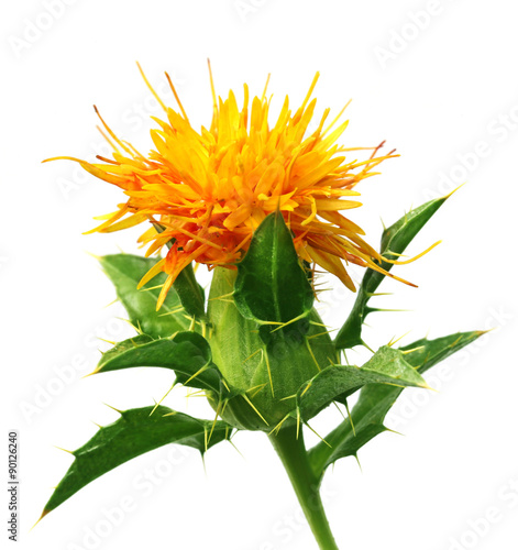 Canvas-taulu Safflower