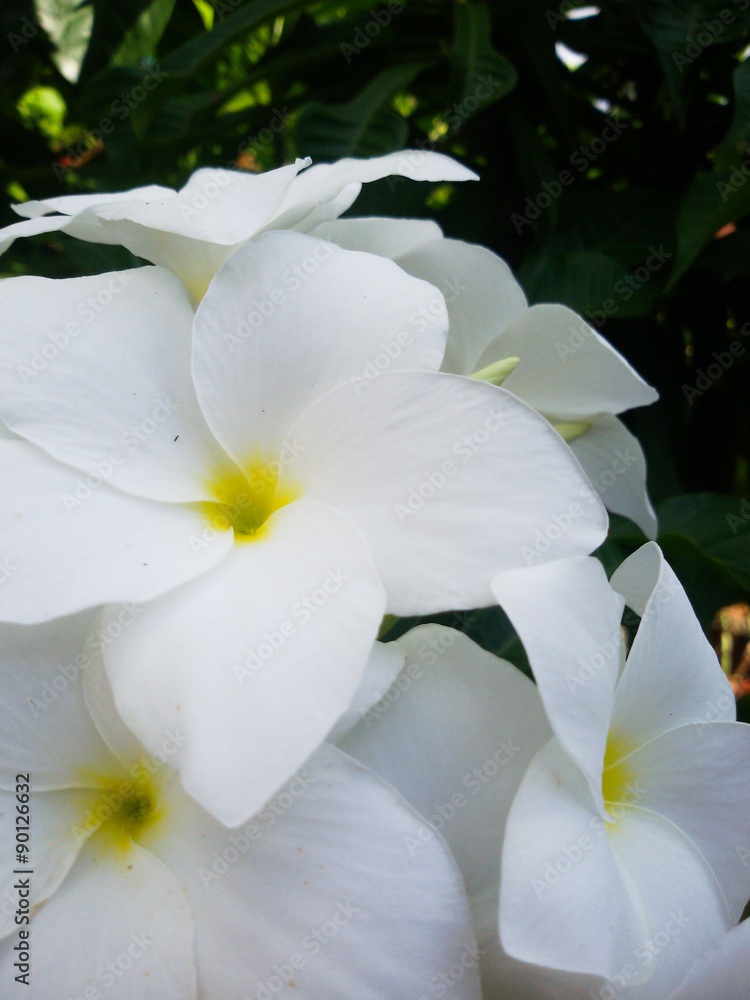 Obraz premium while flowers