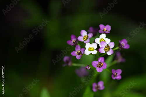 Small multi-colored flowers on a green background