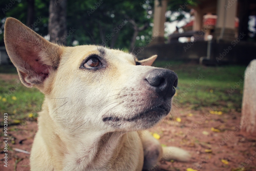 Dog looking in the park Dog looking in the park