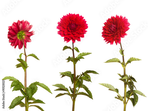 red dahlia on a long stalk