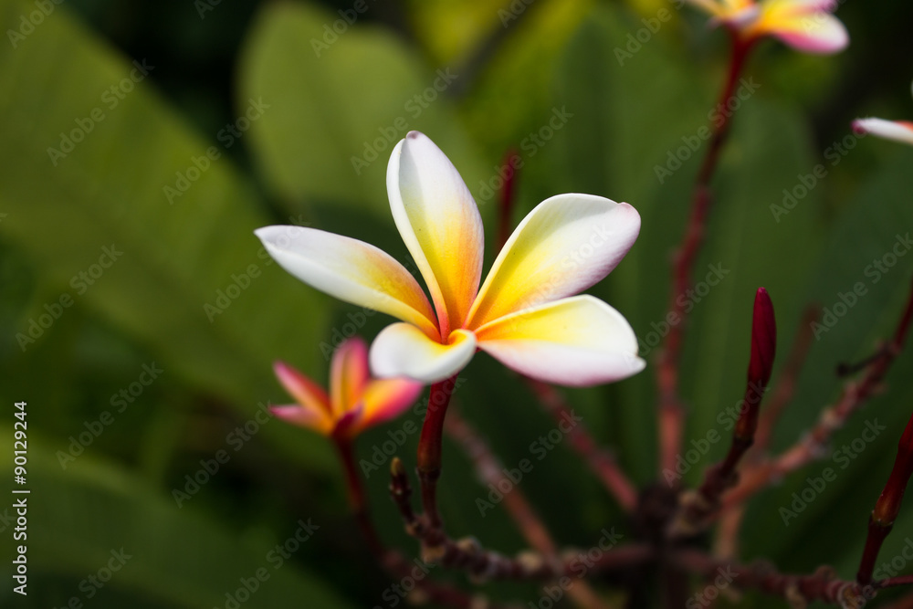 Fototapeta premium flower