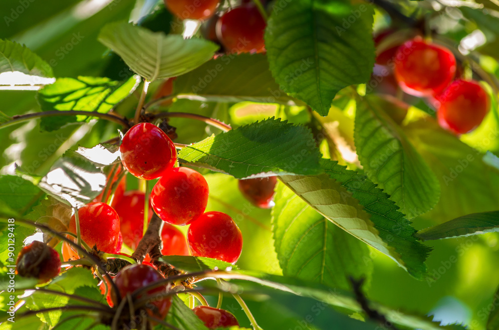 Cherries on tree illuminated by sunlight Cherries on tree illuminated by sunlight