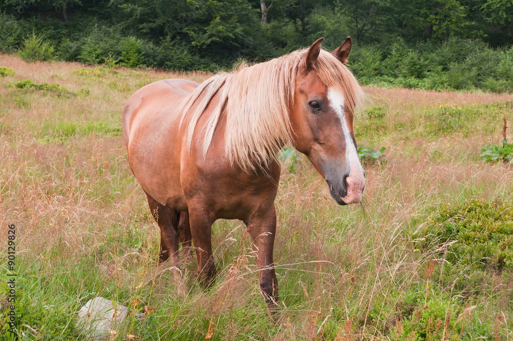 Beautiful chestnut horse grazing in the meadows Beautiful chestnut horse grazing in the meadows