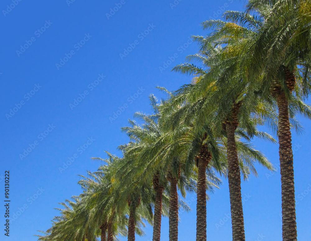 Fototapeta premium Palm Trees in a Row