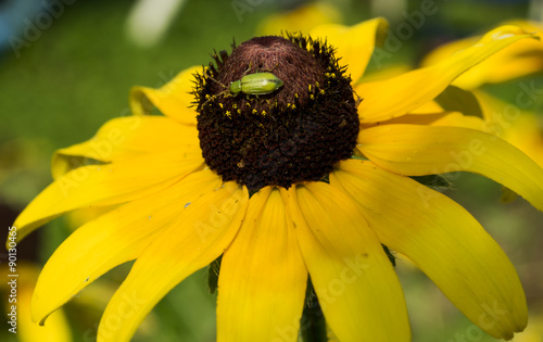 Corn Rootworm - Green Bug - on Yellow Black Eyed Susan Flower photo