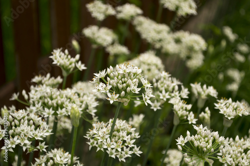 Wild Onions with White Flower Blooms