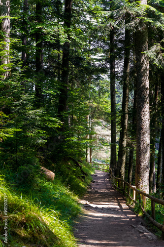 Beautiful pine trees on  mountains