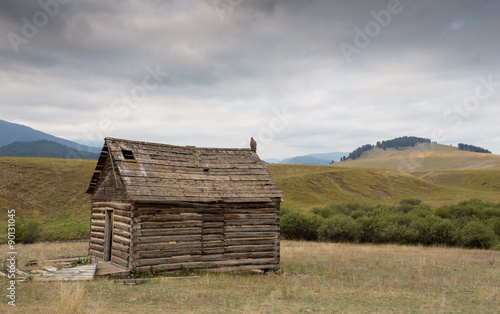 Golden eagle on an old barn.