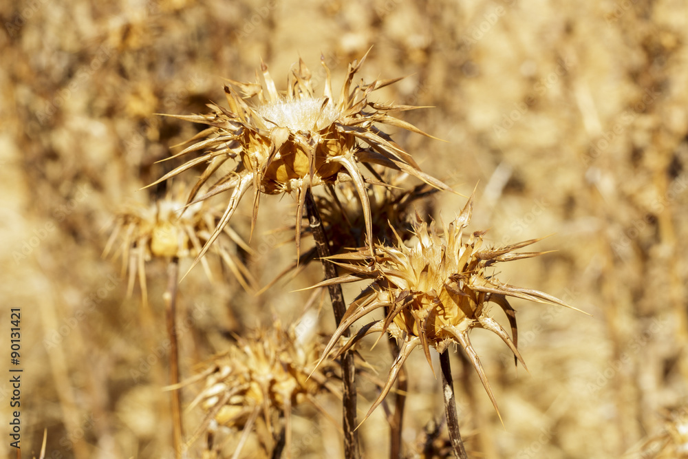 Several milk thistles very dry Several milk thistles very dry