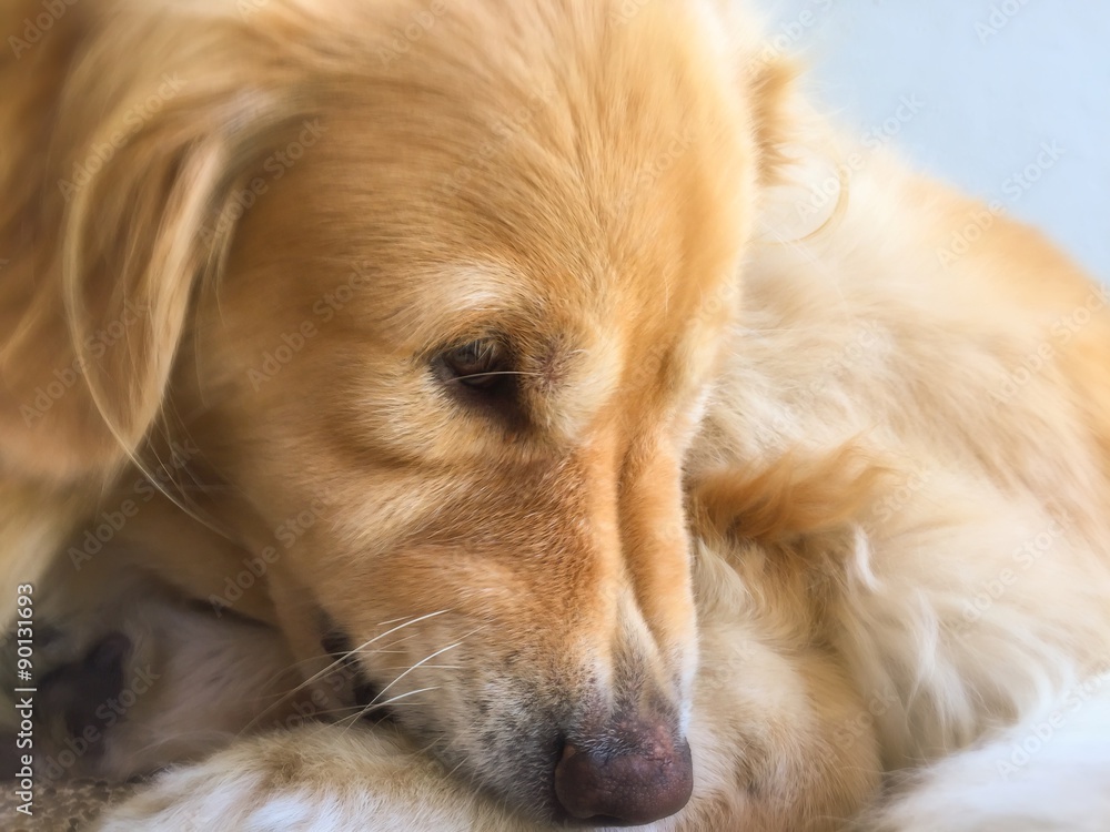 Closeup Cute Golden Retriever Closeup Cute Golden Retriever