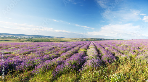 Field with Color