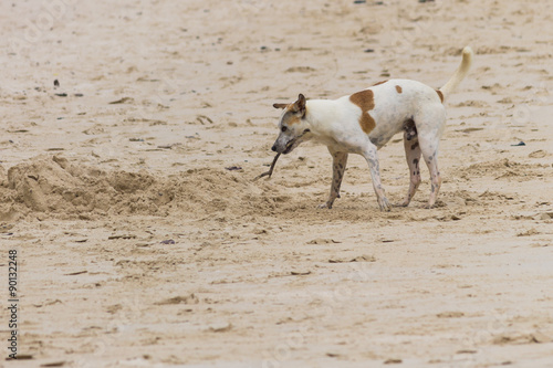 A dog holding a stick on sand beach