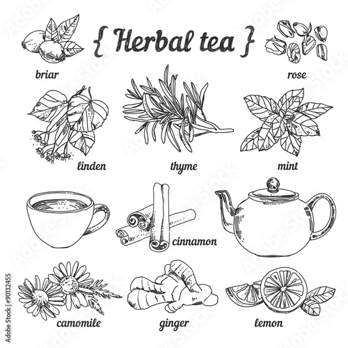 Herbal tea collection in sketchy style: teapot and cup, herbs, flowers and plants