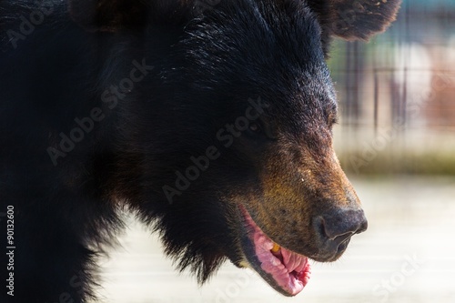 Bear. © BillionPhotos.com