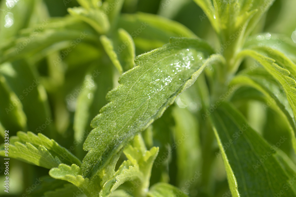Stevia plant Stevia plant