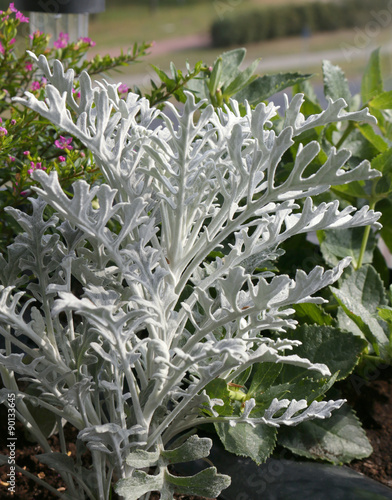 Starzec srebrzysty (Senecio...