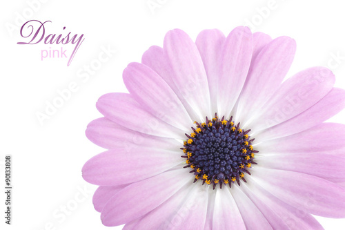Osteospermum ecklonis