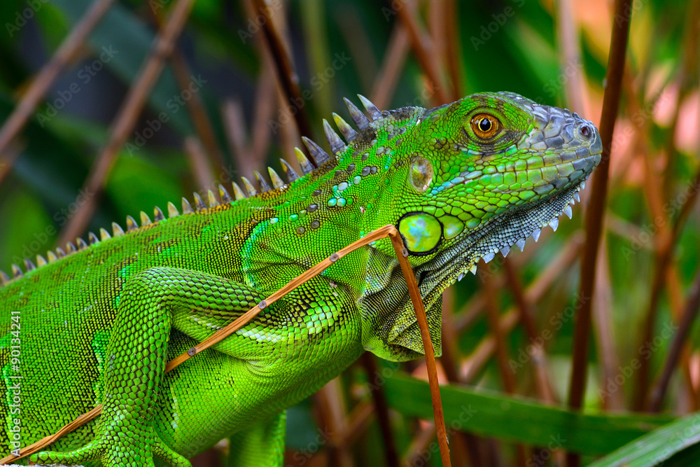Green crested lizard (Bronchocela cristatella9 Green crested lizard (Bronchocela cristatella9