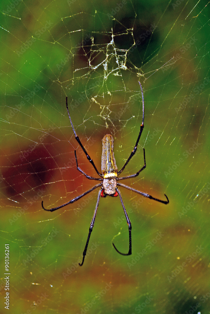 Northern Golden Orb Weaver, Borneo, Malaysia Northern Golden Orb Weaver, Borneo, Malaysia