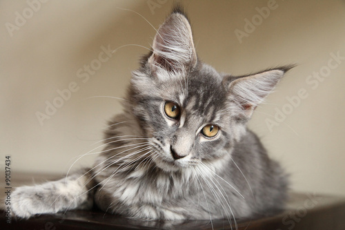 Fototapeta Naklejka Na Ścianę i Meble -  Chaton Main Coon