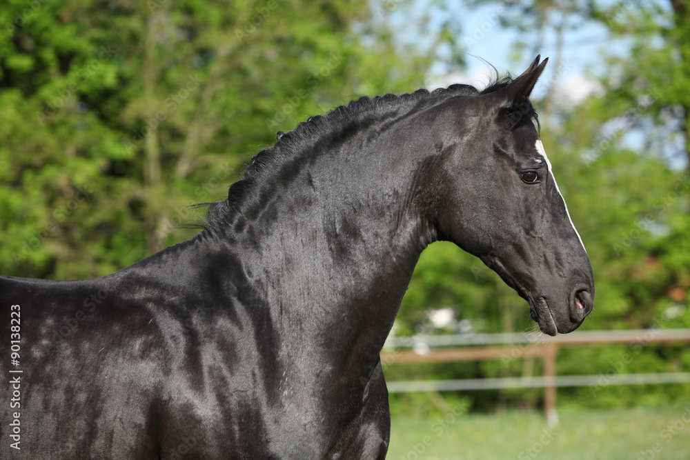 Amazing black dutch warmblood running Amazing black dutch warmblood running