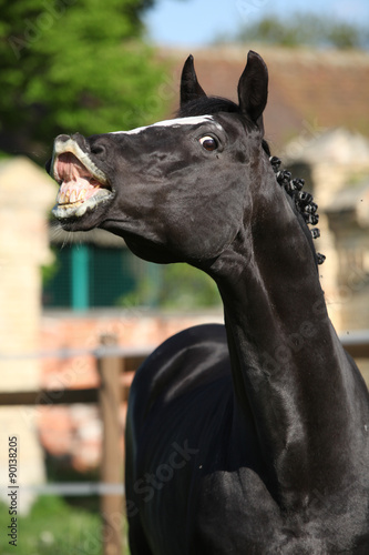 Fototapeta Naklejka Na Ścianę i Meble -  Flehming dutch warmblood