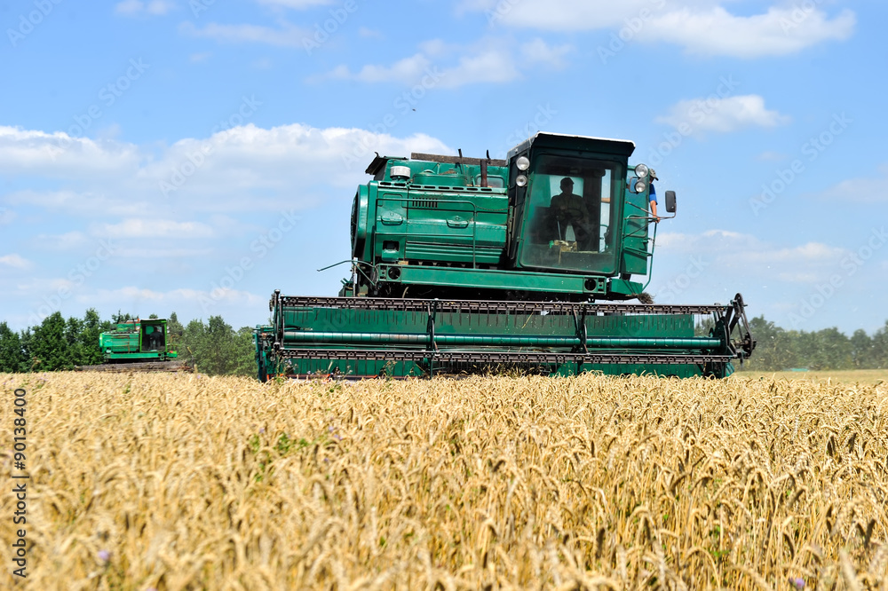 Obraz premium Combine harvests wheat on a field in sunny summer day