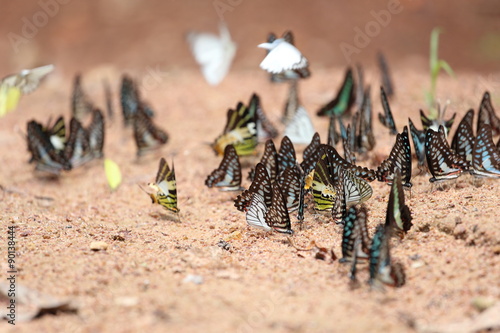 Group of  butterfly on the ground