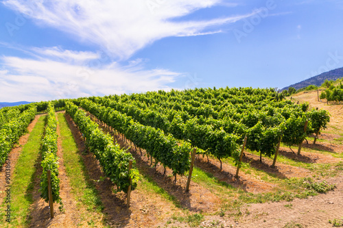 Vineyards in summer colors. 
