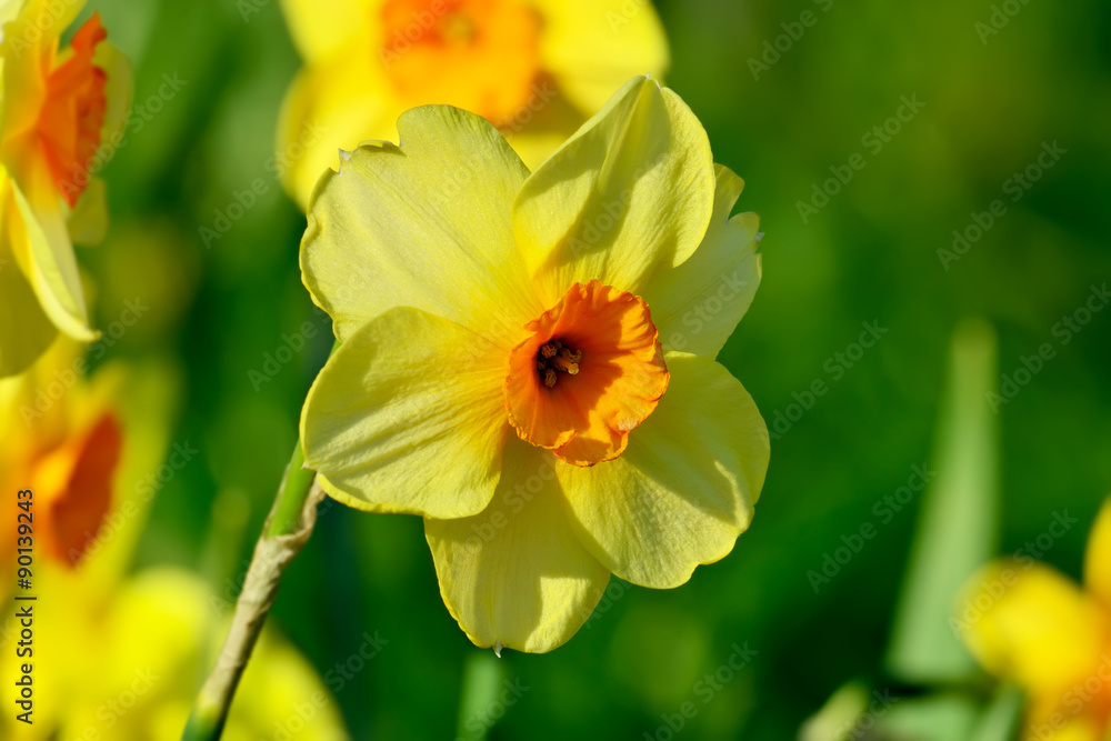 Yellow Terry Narcissus closeup Yellow Terry Narcissus closeup
