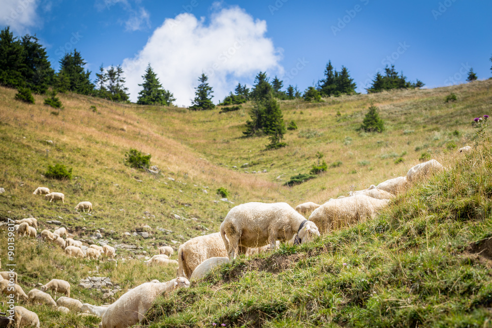 Fototapeta premium Flock of sheep on mountain pastures