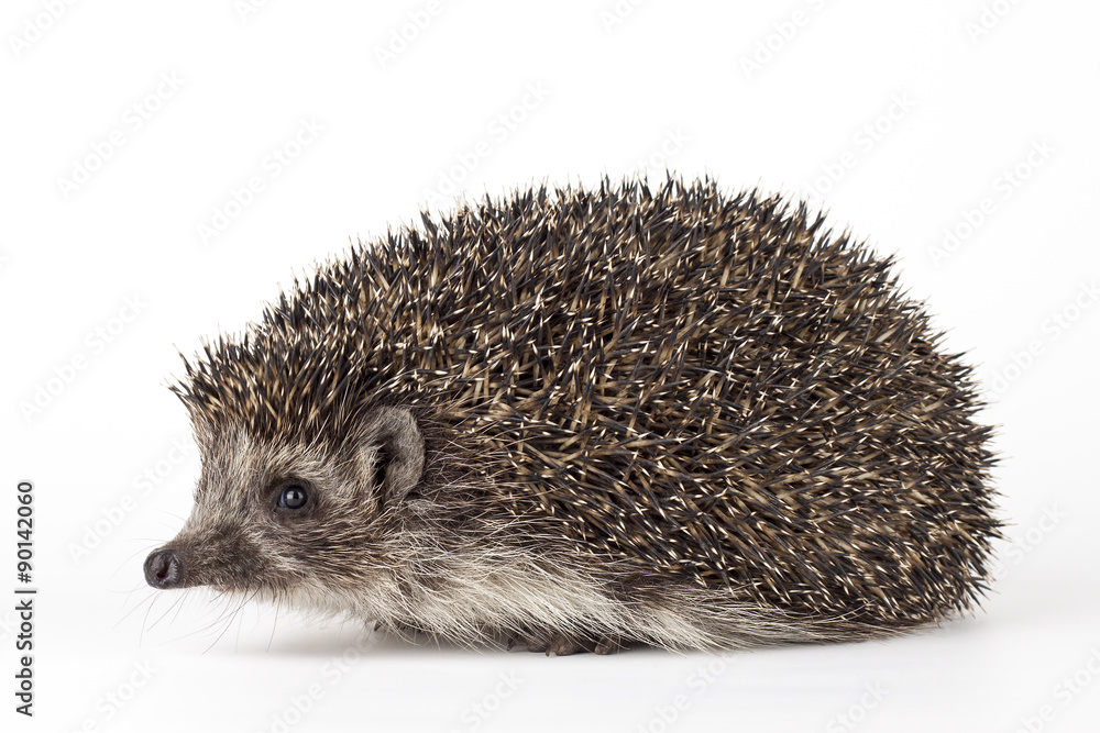 Obraz premium hedgehog isolated