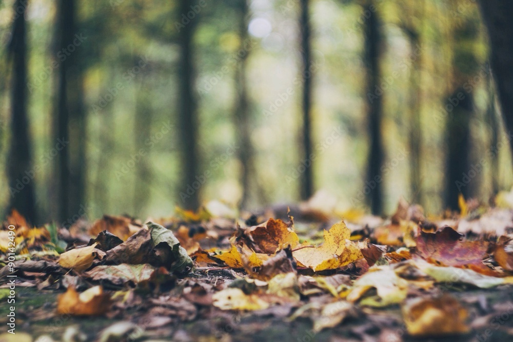 forest floor forest floor