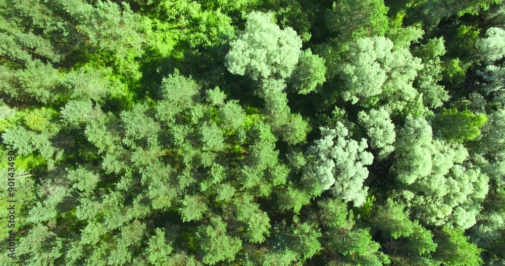 4K - Top view on the Forest. Aerial view 4K - Top view on the Forest. Aerial view