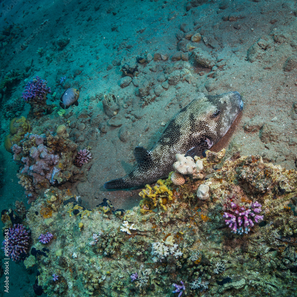 Fototapeta premium Tropical fish