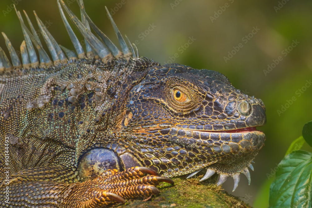 Close-up of a Green Iguana, Reptile Close-up of a Green Iguana, Reptile