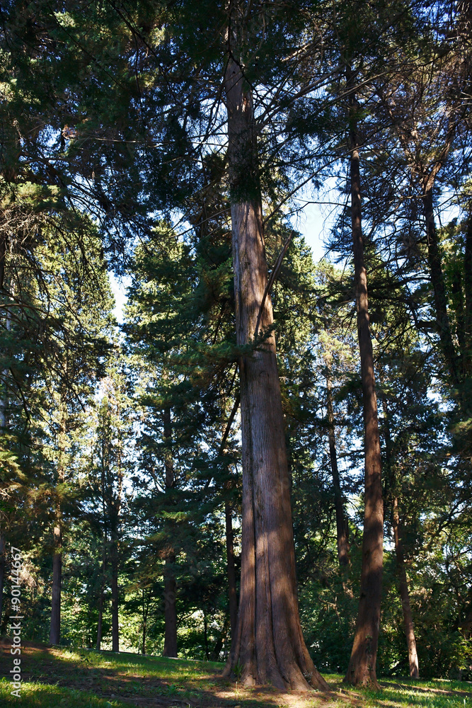 Fototapeta premium Old coniferous forest on a sunny day