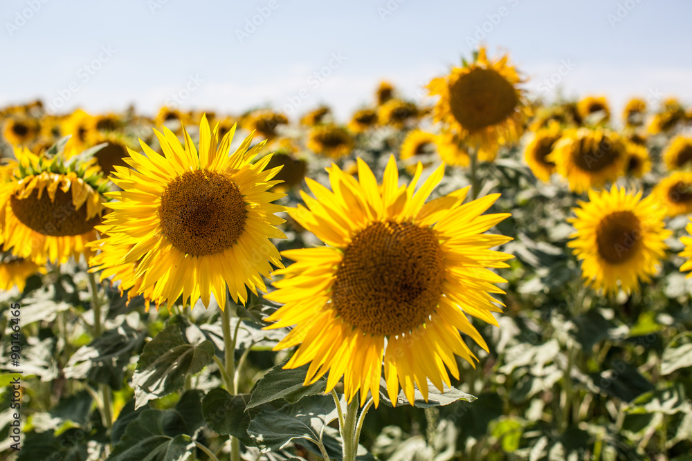 field of real sunflowers in natural daylight