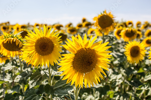 field of real sunflowers in natural daylight