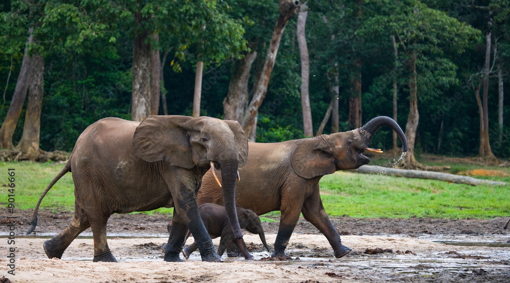 Fototapeta premium Forest elephants in the jungle. National Park Dzanga Sanga Africa.