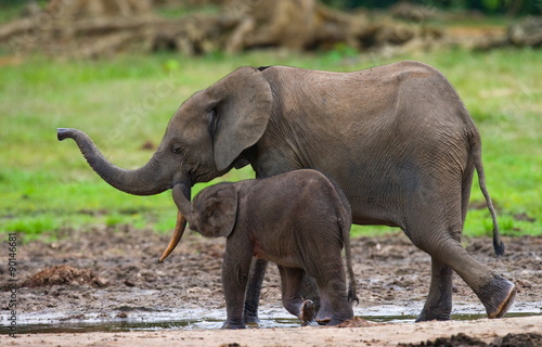 Forest elephants in the jungle. National Park Dzanga Sanga Africa.