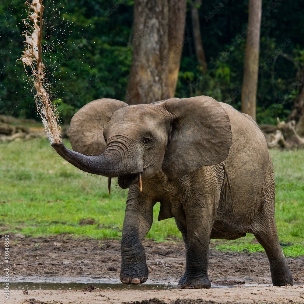 Fototapeta premium Forest elephants in the jungle. National Park Dzanga Sanga Africa.