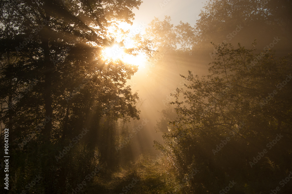 Fototapeta premium Morning Light