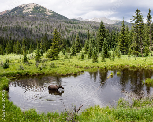 Moose in Rocky Mountain National Park
