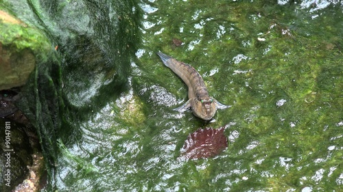 Periophthalmus interacting with one anothe. photo