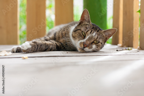 Fototapeta Naklejka Na Ścianę i Meble -  Lazy cat