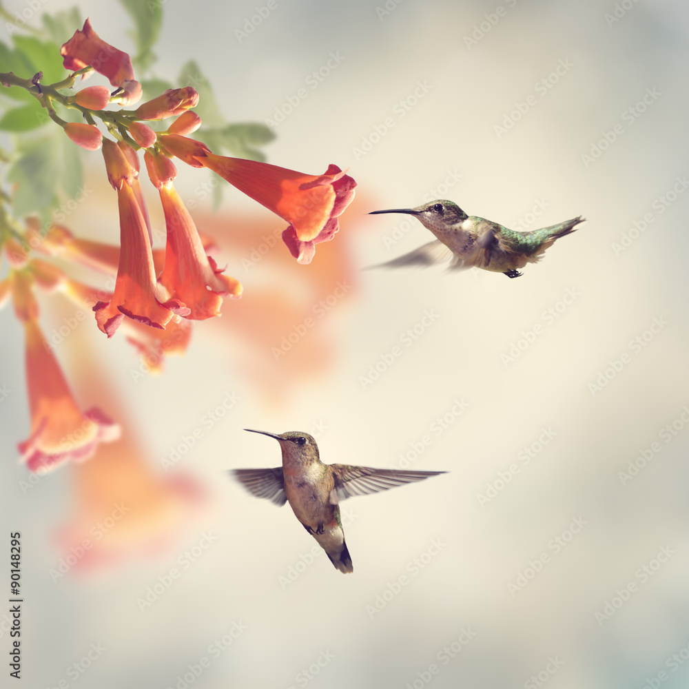 Naklejka premium Ruby Throated Hummingbirds
